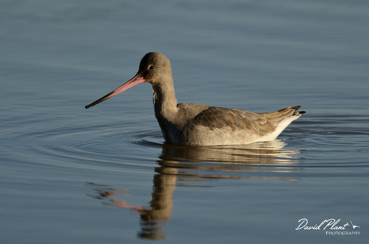 David Plant Photography - Wildlife Photography - Black-tailed godwit - Q.jpg - Black-tailed godwit swimming - Norfolk