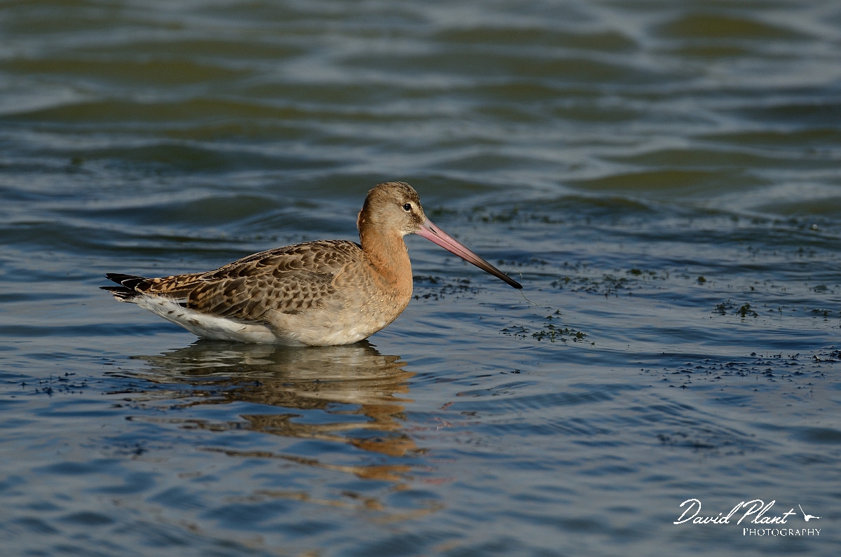 David Plant Photography - Wildlife Photography - Black-tailed godwit - R.jpg - Black-tailed godwit in water - Norfolk