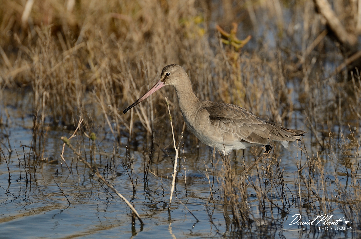 David Plant Photography - Wildlife Photography - Black-tailed godwit - S.jpg - Black-tailed godwit in vegetation - Norfolk