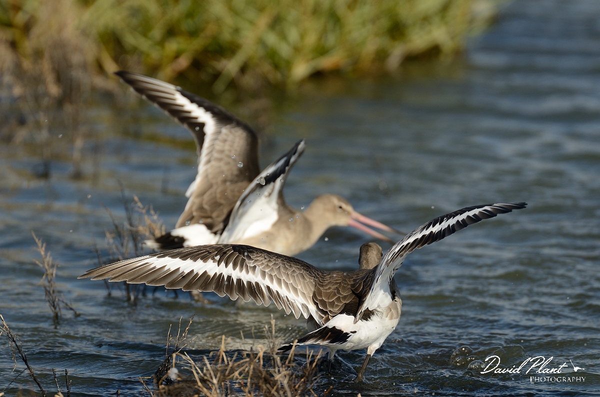 David Plant Photography - Wildlife Photography - Black-tailed godwit - U.jpg - Black-tailed godwits fighting - Norfolk