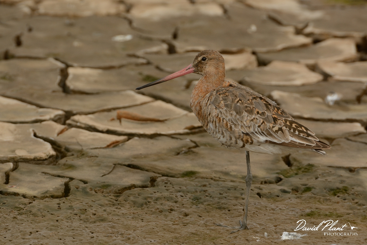 David Plant Photography - Wildlife Photography - Black-tailed godwit - W.jpg - Black-tailed godwit on cracked mud - Norfolk