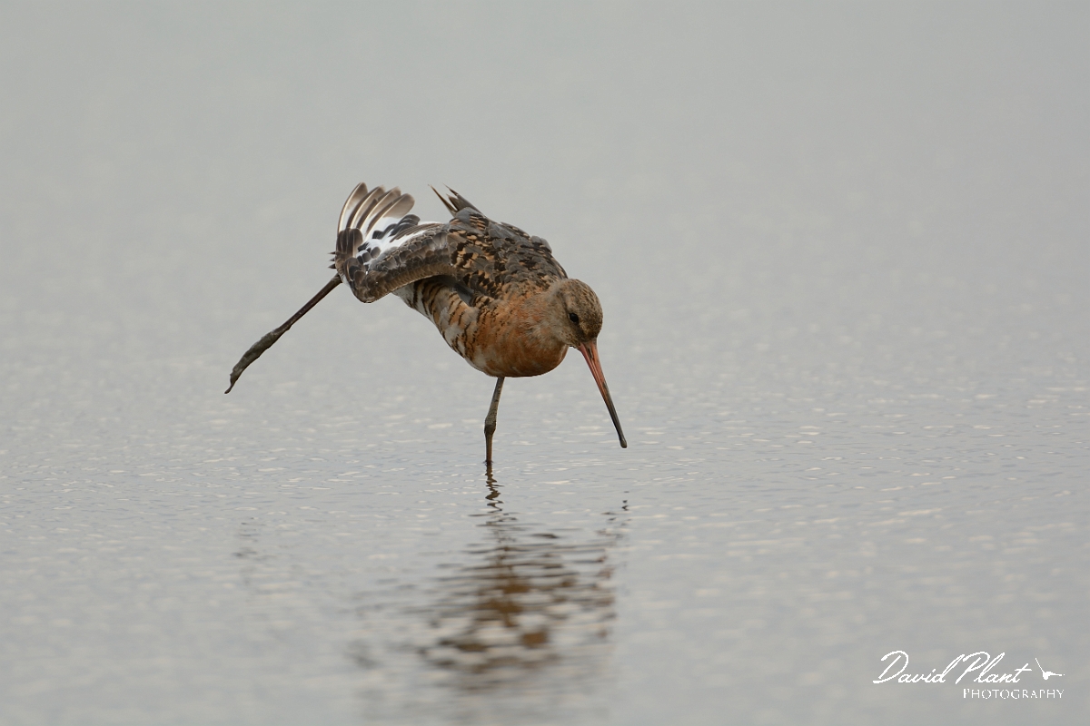 David Plant Photography - Wildlife Photography - Black-tailed godwit - X.jpg - Black-tailed godwit stretching - Norfolk
