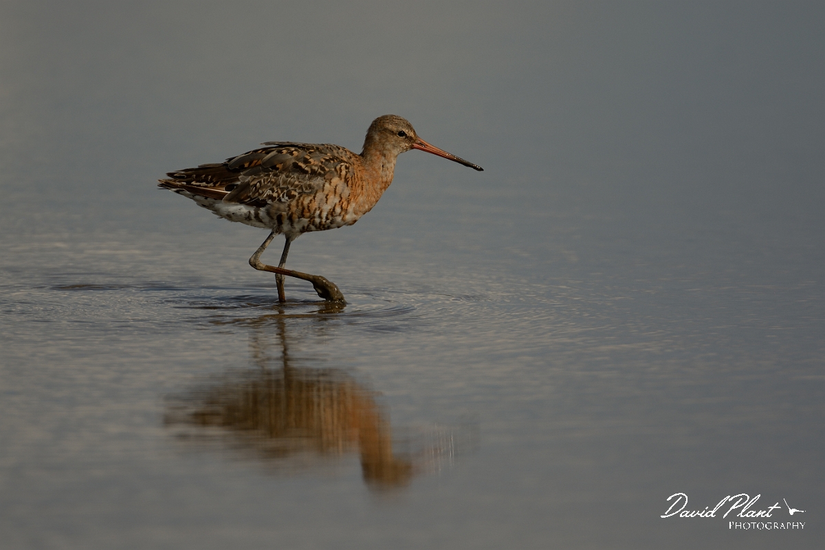 David Plant Photography - Wildlife Photography - Black-tailed godwit - Y.jpg - Black-tailed godwit with reflection - Norfolk