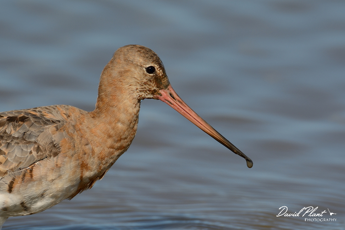 David Plant Photography - Wildlife Photography - Black-tailed godwit - Z.jpg - Black-tailed godwit head - Norfolk