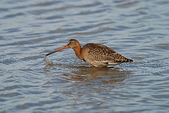 David Plant Photography - Wildlife Photographer - Black-tailed godwit - A