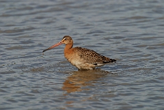 David Plant Photography - Wildlife Photographer - Black-tailed godwit - B