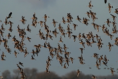 David Plant Photography - Wildlife Photographer - Black-tailed godwit flock - G