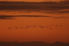 David Plant Photography - Wildlife Photographer - Black-tailed godwit flock at sunset - I