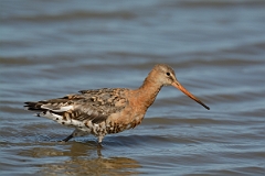 David Plant Photography - Wildlife Photography - Black-tailed godwit - AA
