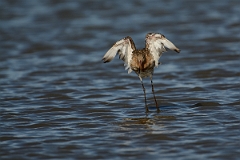 David Plant Photography - Wildlife Photography - Black-tailed godwit - AB