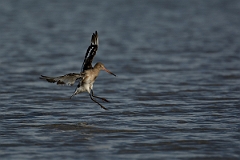 David Plant Photography - Wildlife Photography - Black-tailed godwit - AC
