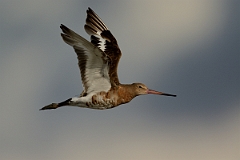 David Plant Photography - Wildlife Photography - Black-tailed godwit - AD