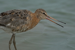 David Plant Photography - Wildlife Photography - Black-tailed godwit - AE