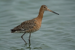 David Plant Photography - Wildlife Photography - Black-tailed godwit - AF
