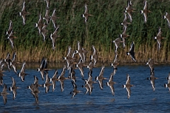 David Plant Photography - Wildlife Photography - Black-tailed godwit - AG