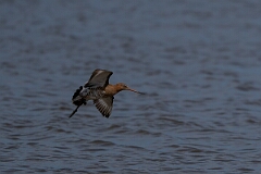 David Plant Photography - Wildlife Photography - Black-tailed godwit - AH
