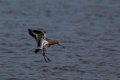 David Plant Photography - Wildlife Photography - Black-tailed godwit - AI