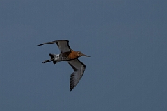 David Plant Photography - Wildlife Photography - Black-tailed godwit - AK
