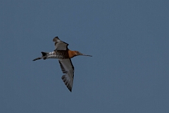 David Plant Photography - Wildlife Photography - Black-tailed godwit - AL