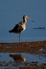 David Plant Photography - Wildlife Photography - Black-tailed godwit - M