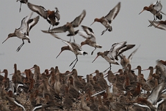 David Plant Photography - Wildlife Photography - Black-tailed godwit - O