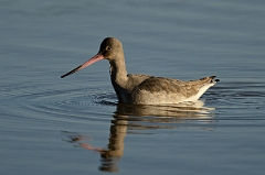 David Plant Photography - Wildlife Photography - Black-tailed godwit - Q