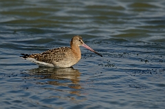 David Plant Photography - Wildlife Photography - Black-tailed godwit - R