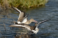David Plant Photography - Wildlife Photography - Black-tailed godwit - U