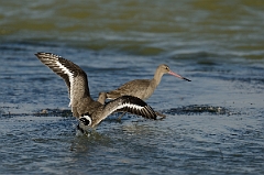 David Plant Photography - Wildlife Photography - Black-tailed godwit - V
