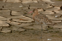 David Plant Photography - Wildlife Photography - Black-tailed godwit - W