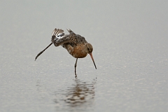 David Plant Photography - Wildlife Photography - Black-tailed godwit - X