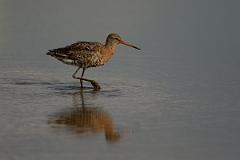 David Plant Photography - Wildlife Photography - Black-tailed godwit - Y