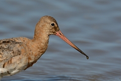 David Plant Photography - Wildlife Photography - Black-tailed godwit - Z