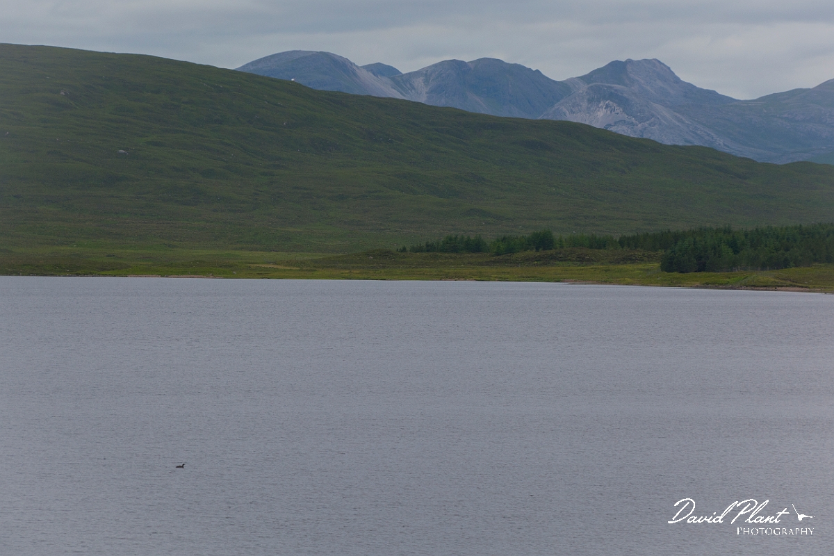David Plant Photography - Wildlife Photography - Black-throated diver - A.jpg - Black-throated diver - Highlands