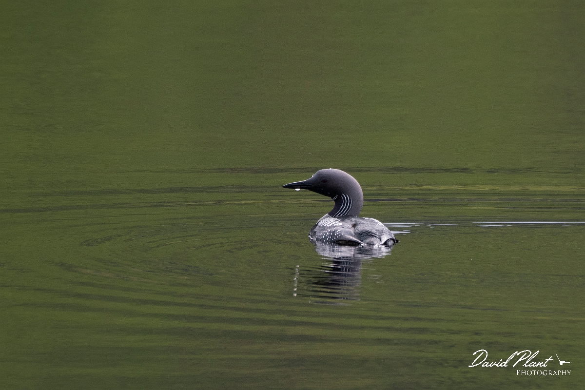David Plant Photography - Wildlife Photography - Black-throated diver - B.JPG - Black-throated diver - Highland