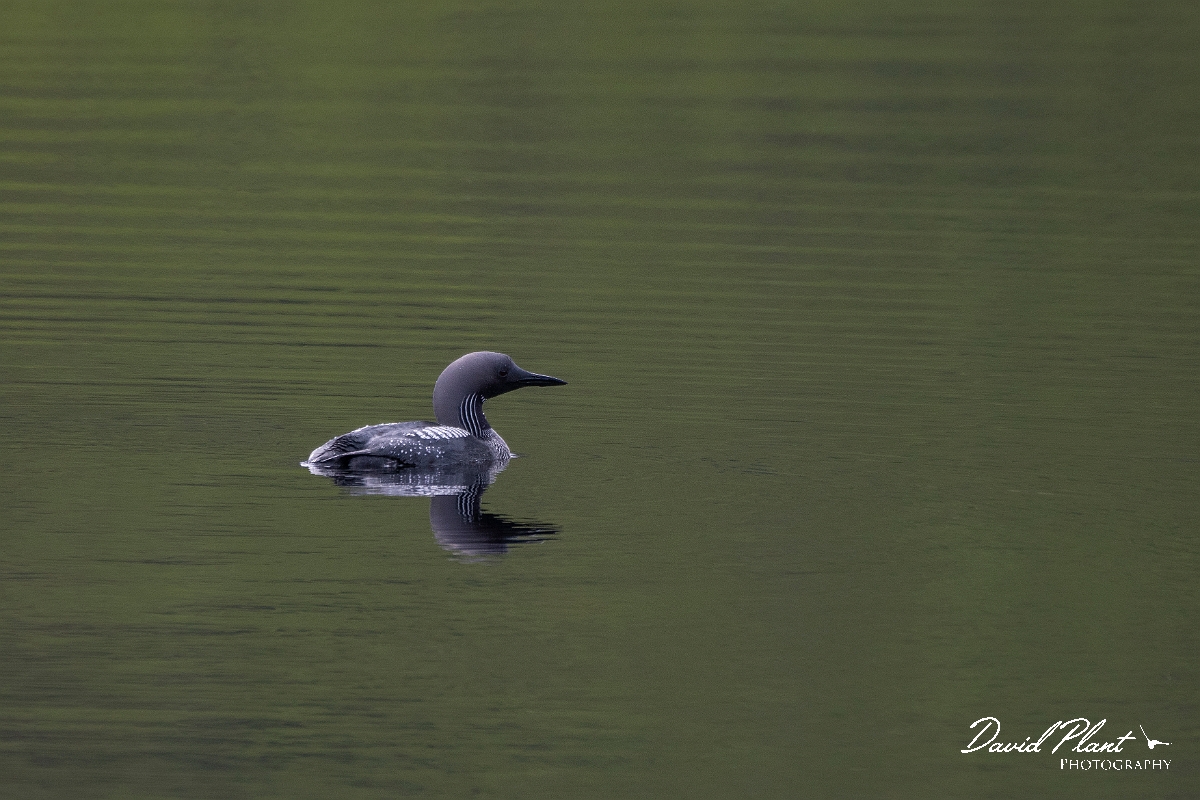 David Plant Photography - Wildlife Photography - Black-throated diver - C.JPG - Black-throated diver - Highland