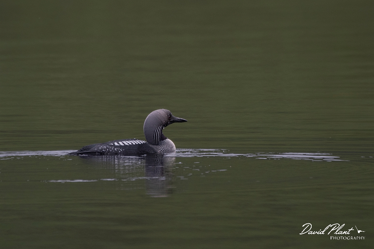 David Plant Photography - Wildlife Photography - Black-throated diver - D.JPG - Black-throated diver - Highland