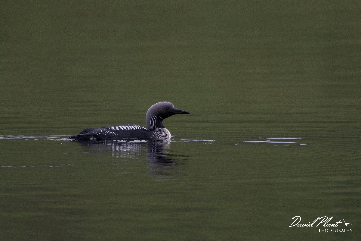 David Plant Photography - Wildlife Photography - Black-throated diver - E.JPG - Black-throated diver - Highland