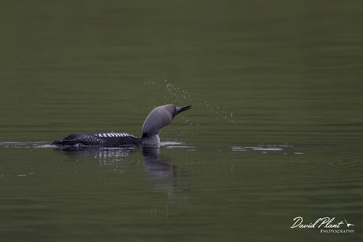 David Plant Photography - Wildlife Photography - Black-throated diver - F.JPG - Black-throated diver - Highland
