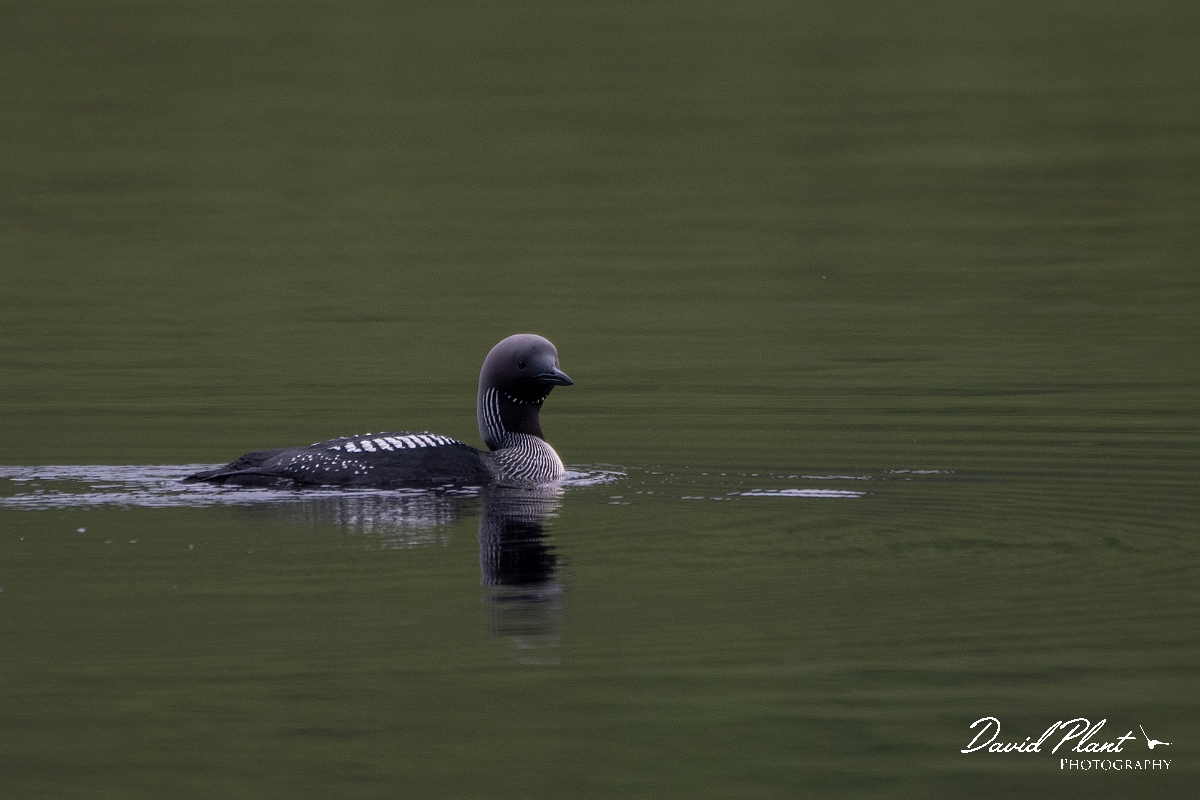 David Plant Photography - Wildlife Photography - Black-throated diver - G.JPG - Black-throated diver - Highland