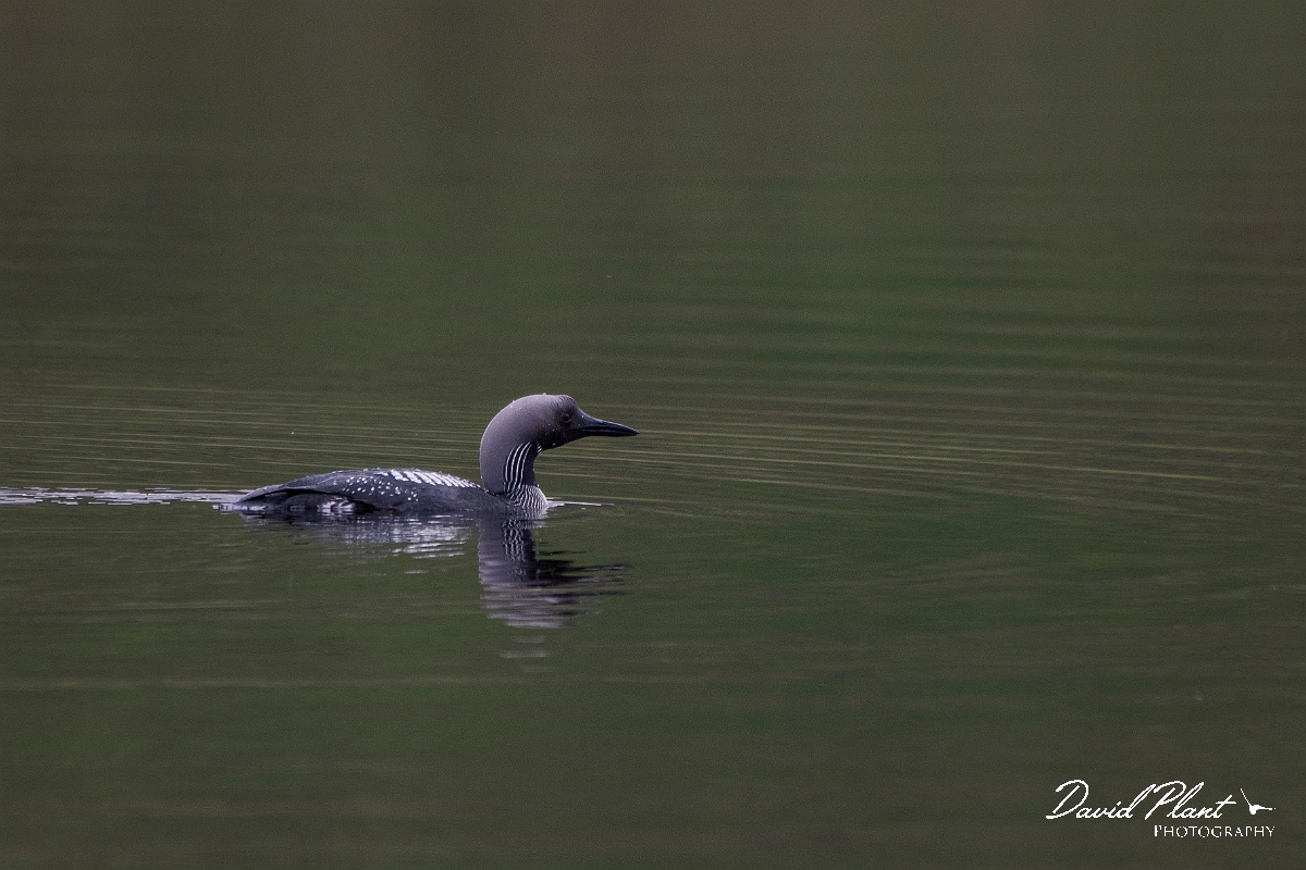David Plant Photography - Wildlife Photography - Black-throated diver - H.JPG - Black-throated diver - Highland