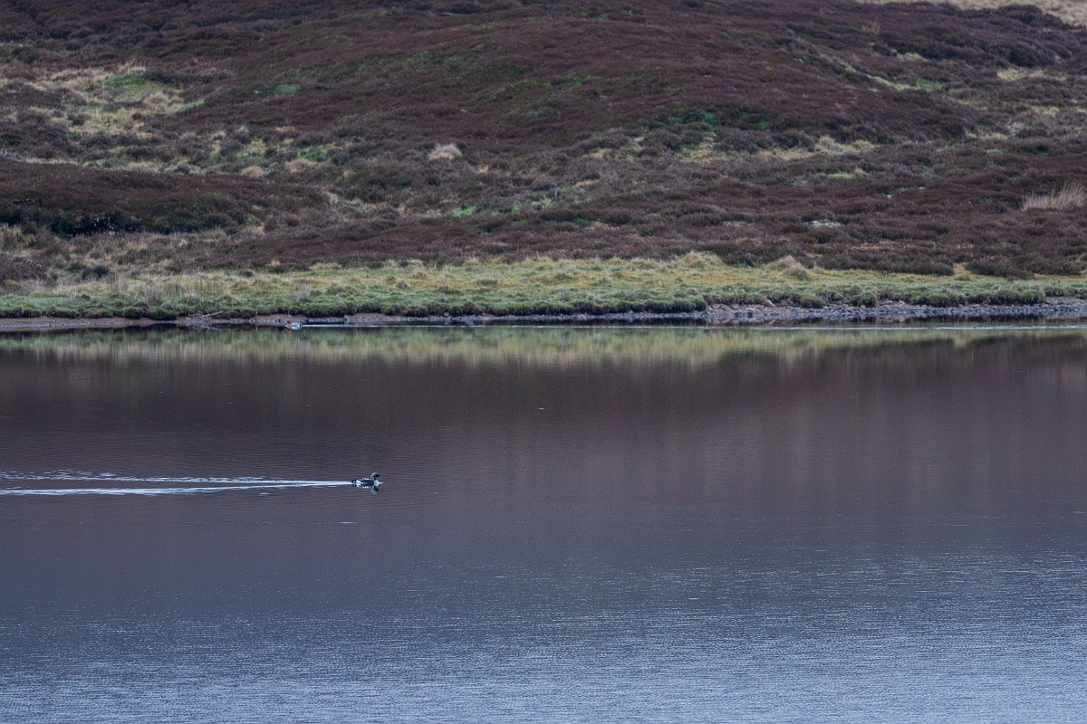 David Plant Photography - Wildlife Photography - Black-throated diver - I.jpg - Black-throated diver - Highland