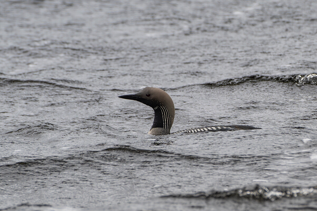 David Plant Photography - Wildlife Photography - Black-throated diver - K.JPG - Black-throated diver - Highland