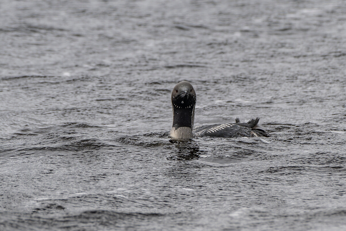 David Plant Photography - Wildlife Photography - Black-throated diver - L.JPG - Black-throated diver - Highland