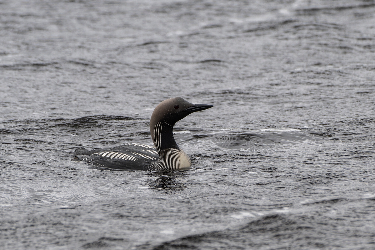 David Plant Photography - Wildlife Photography - Black-throated diver - M.JPG - Black-throated diver - Highland