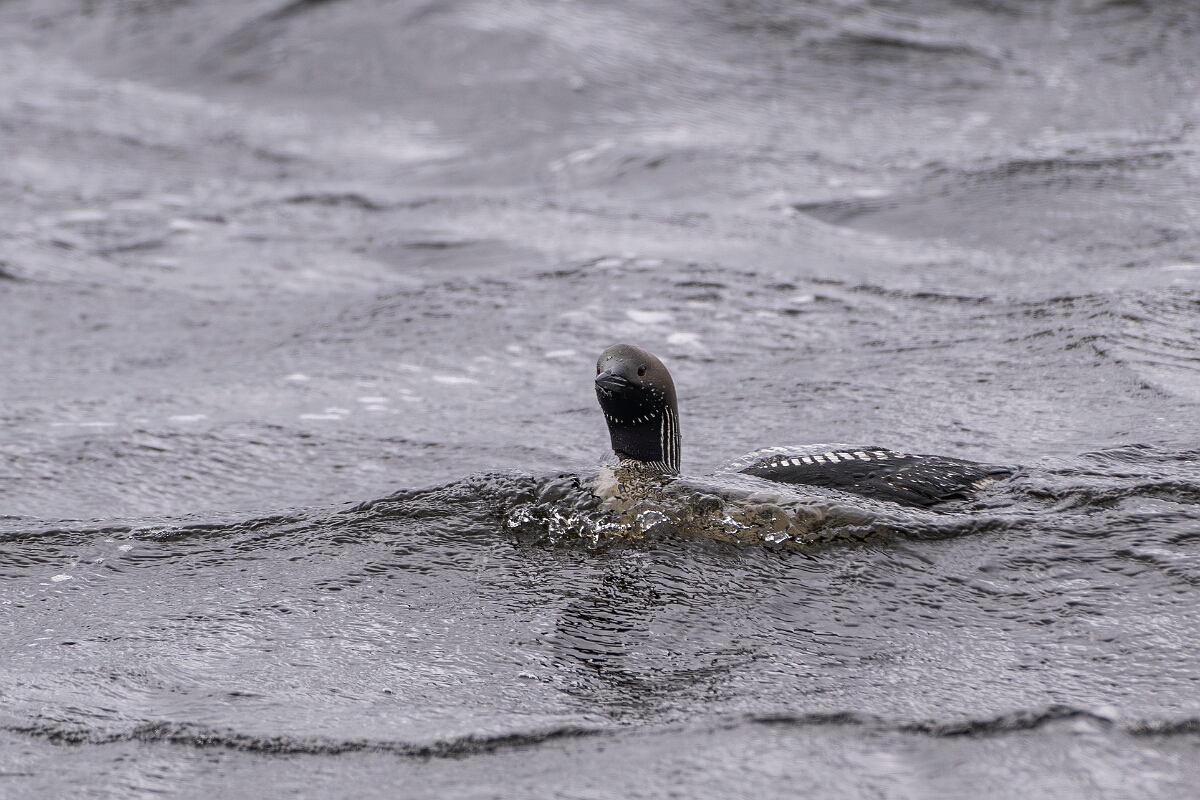 David Plant Photography - Wildlife Photography - Black-throated diver - N.JPG - Black-throated diver - Highland