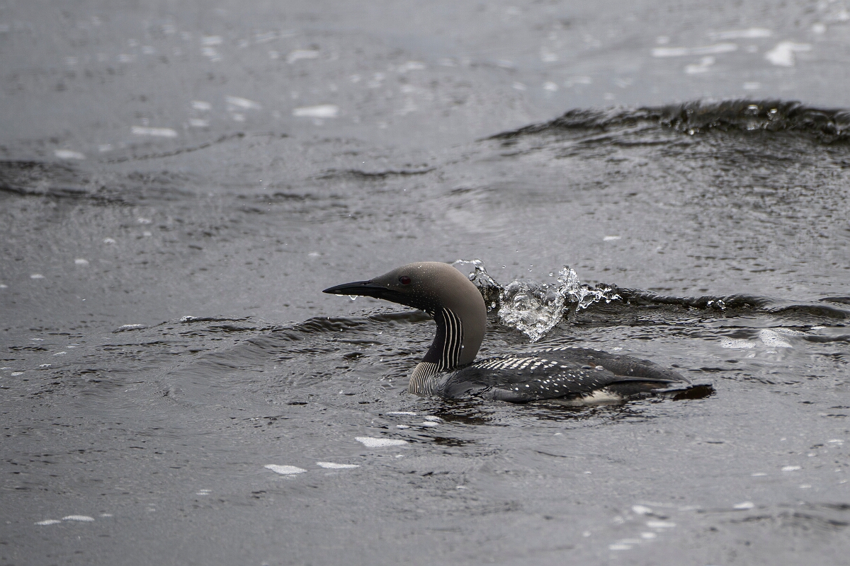 David Plant Photography - Wildlife Photography - Black-throated diver - O.JPG - Black-throated diver - Highland