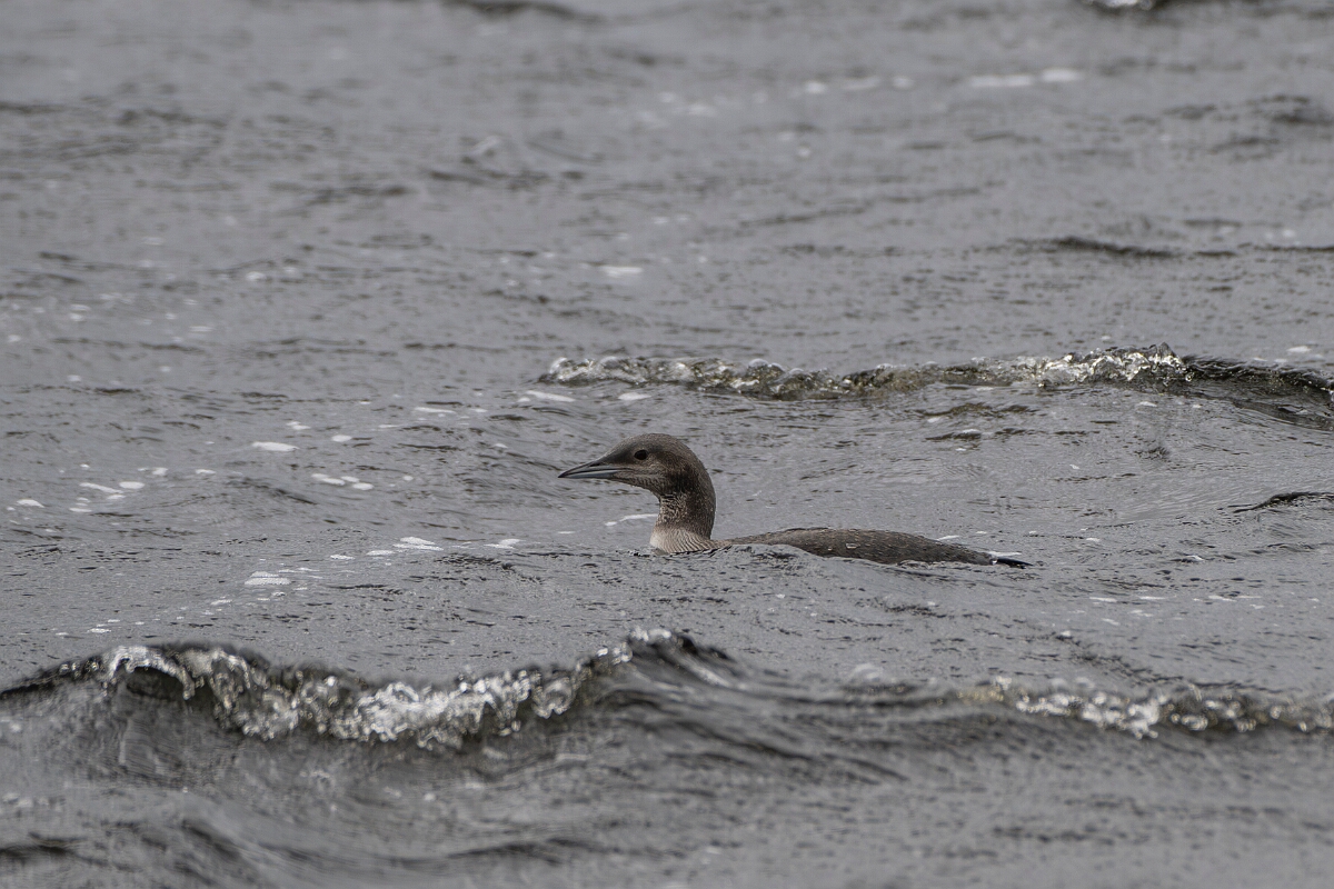 David Plant Photography - Wildlife Photography - Black-throated diver - P.JPG - Black-throated diver - Highland