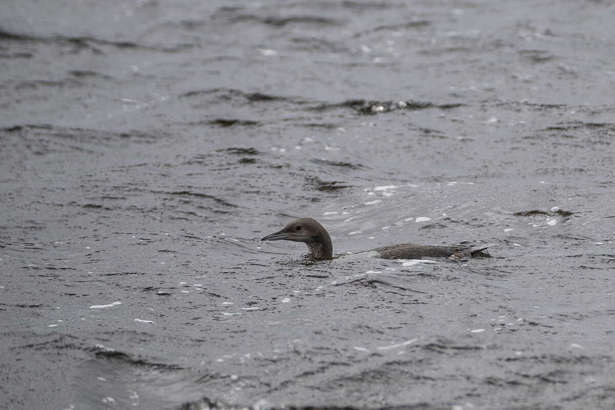 David Plant Photography - Wildlife Photography - Black-throated diver - Q.JPG - Black-throated diver - Highland