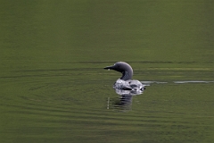 David Plant Photography - Wildlife Photography - Black-throated diver - B